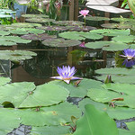 "Lily Pads" by umjanedoan  is licensed under CC BY 2.0